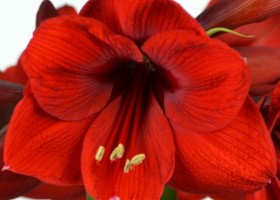 hippeastrum Red Lion (2)